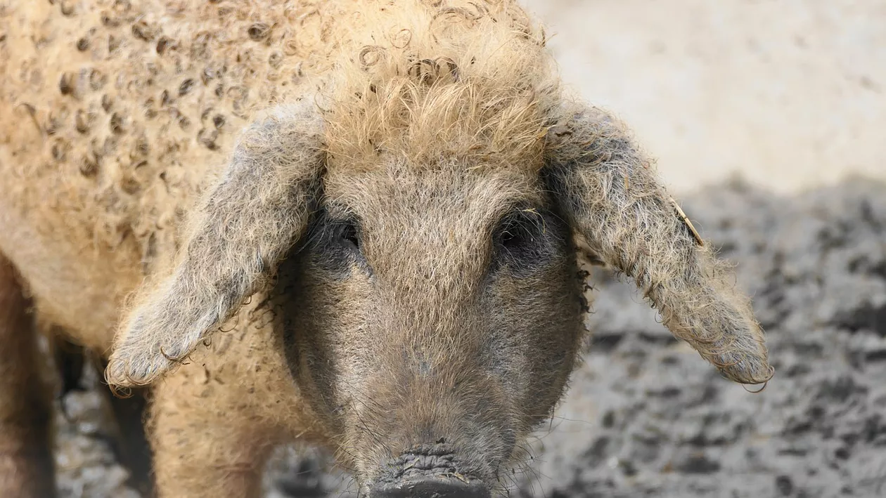 Porcul de Crăciun care costă 2.500 de lei. Ce rasă e tot mai căutată de români: „Se dă ca pâinea caldă