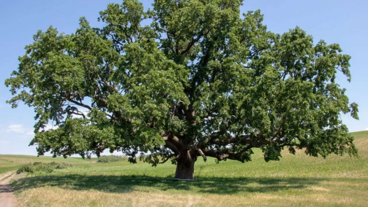 Galați: Stejarul secular de pe vremea lui Ștefan cel Mare, protejat de toți localnicii