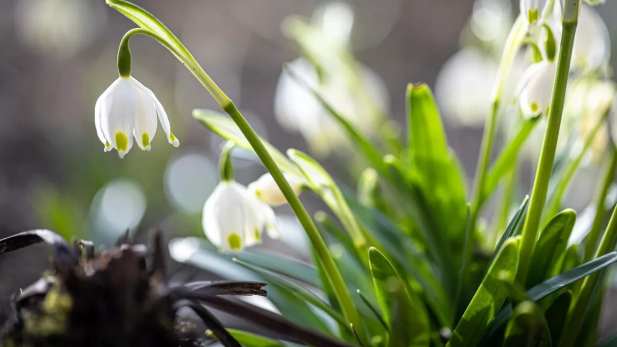 Temperaturile ridicate au dus la apariția primilor ghiocei, iar pomii fructiferi au deja muguri mari. Producțiile sunt în pericol