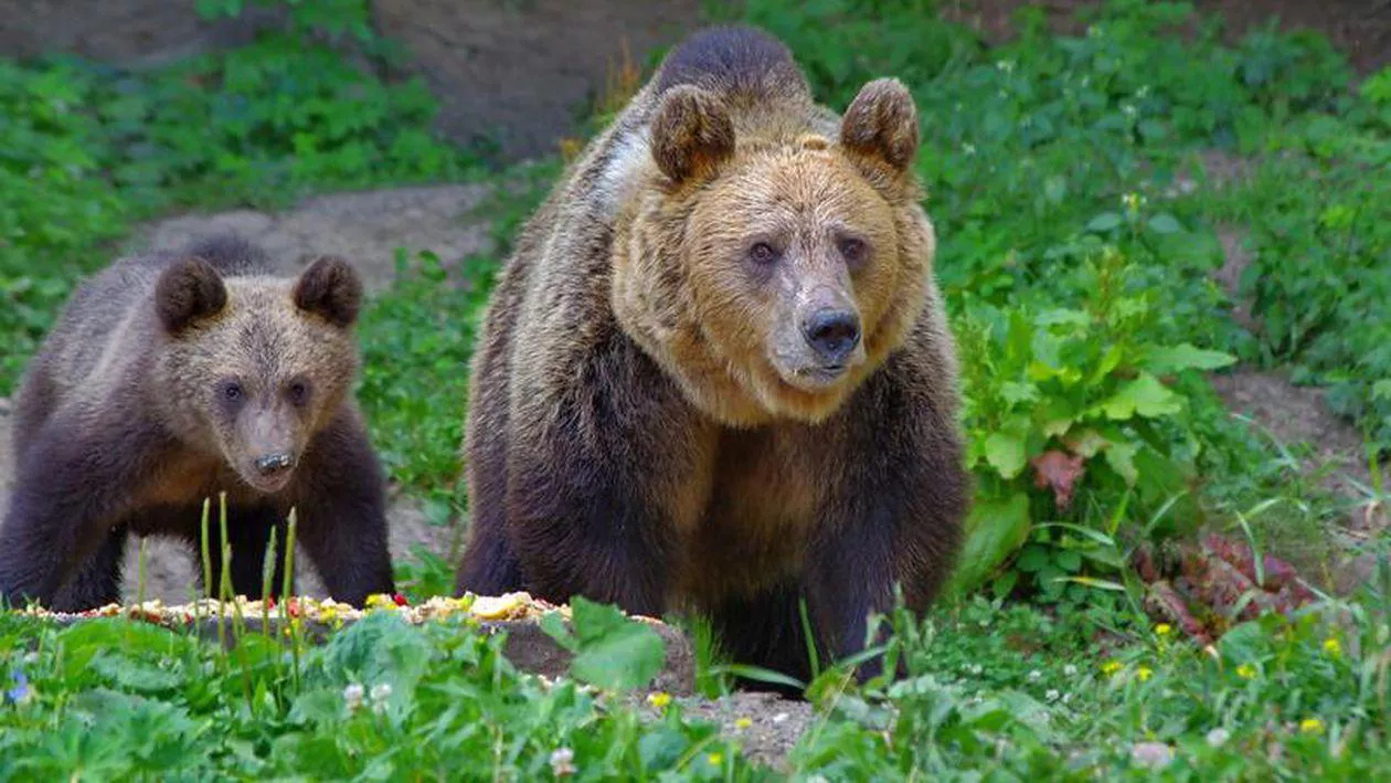 La un pas de tragedie în Harghita: Un bărbat a fost atacat de urs. Acesta are ruptură de mandibulă şi plăgi muşcate