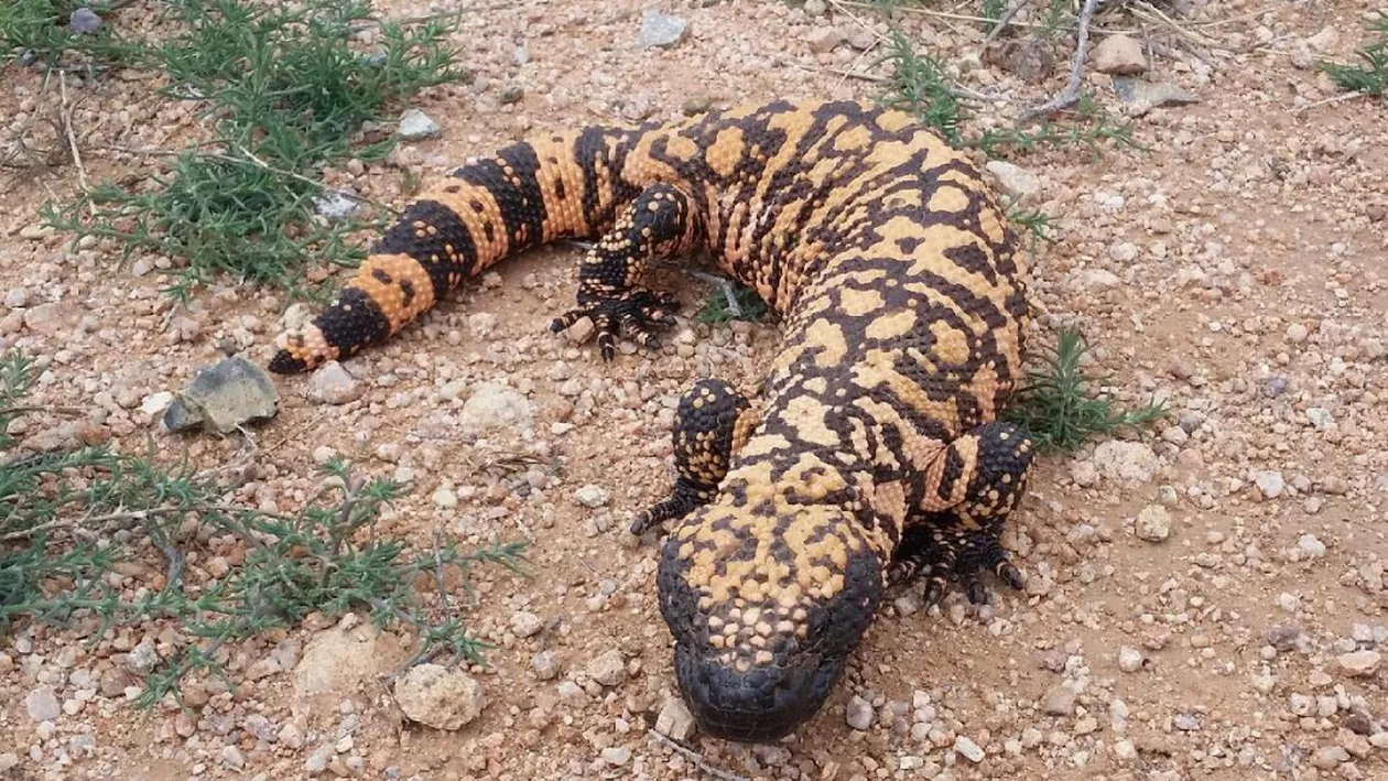 Un american a murit după ce a fost mușcat de animalul său de companie: un monstru Gila 