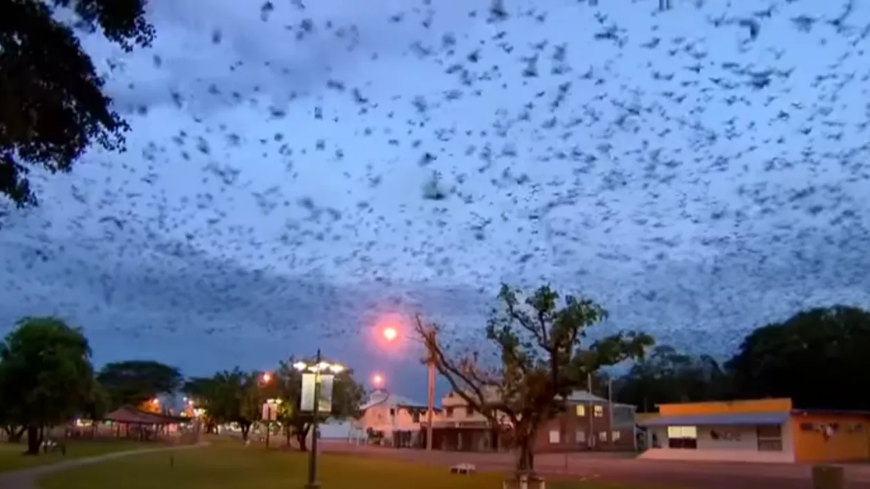 Un oraș a fost lovit de o furtună de lilieci. Oamenii s-au refugiat în casele lor