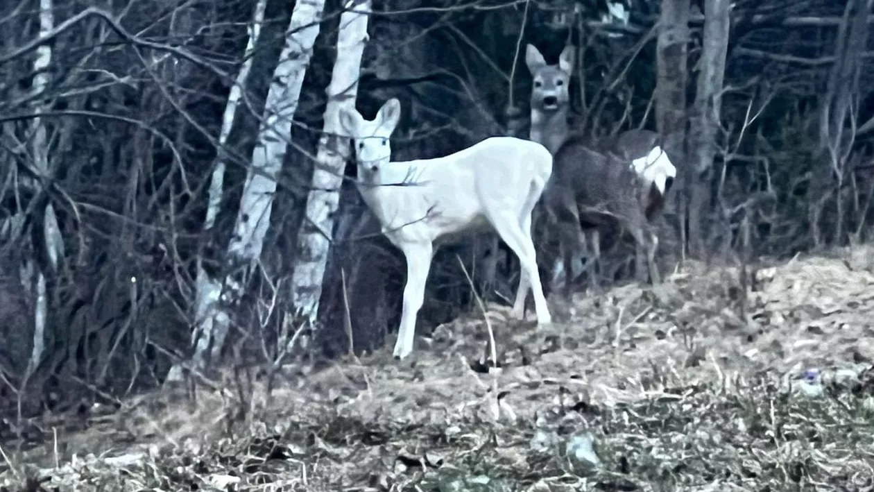 Căprioară albă, fotografiată de jandarmii montani pe un traseu din zona staţiunii Bran (FOTO)