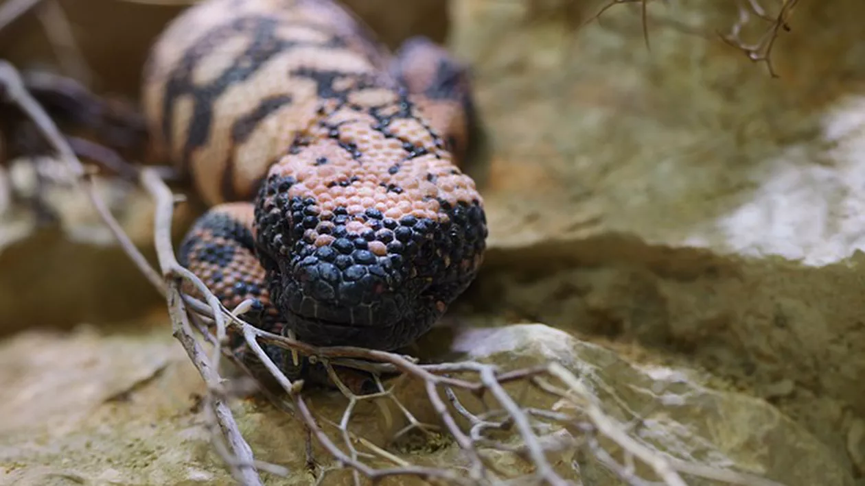 Un bărbat s-a stins din viață după ce a fost mușcat de animalul său de companie. „Monstrul Gila” a făcut prima victimă după aproape 100 de ani