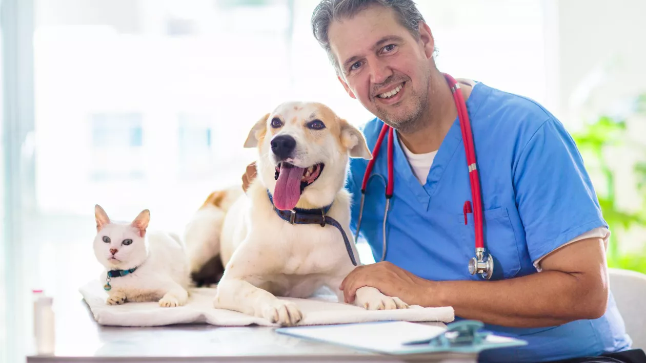 5 urgențe medicale ale animalelor de companie pentru care trebuie să mergi urgent la veterinar
