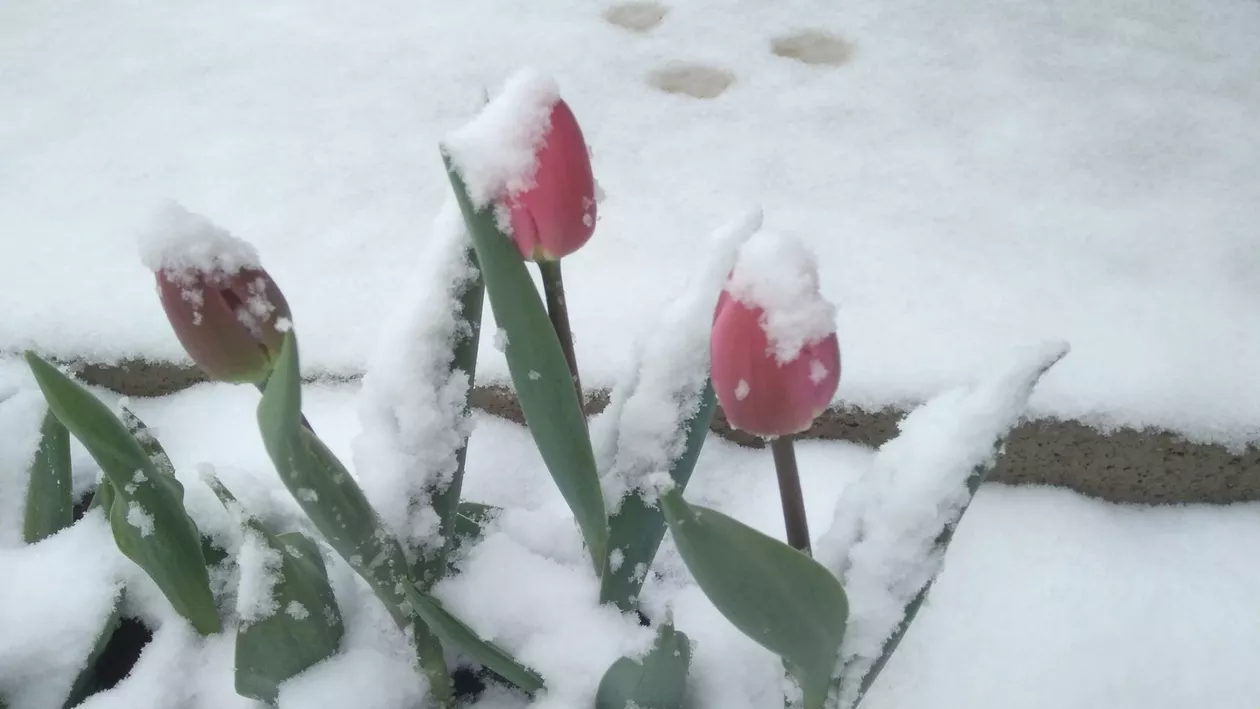 A revenit iarna la munte, în Apuseni. Un strat de zăpadă deja s-a așternut la Vlădeasa și Dealul Negru