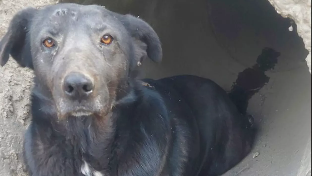 O căţeluşă blocată într-o conductă lungă de 30 de metri a fost salvată de pompieri din Iaşi