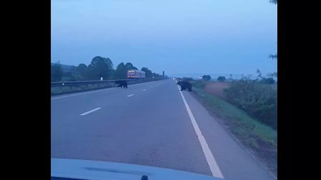 Doi urși, filmaţi în timp ce traversează un drum național, în judeţul Mureş (VIDEO)