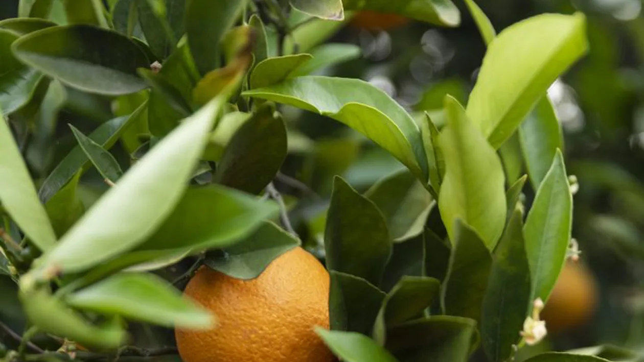 Secretele ascunse ale cojii de portocală: Cum să le folosești în grădină pentru beneficii neașteptate
