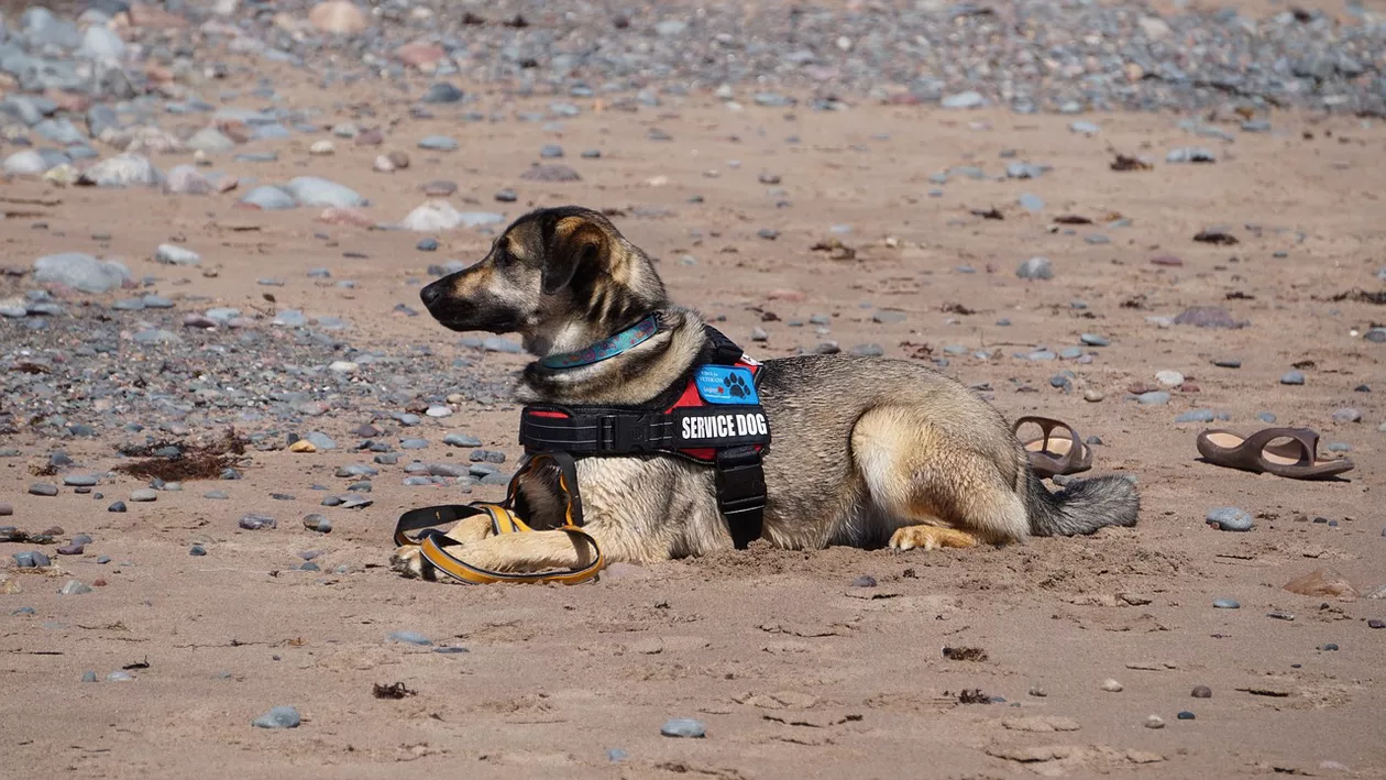 Doi câini au încercat să salveze viața unui român. A fost strivit de tractor, în Italia