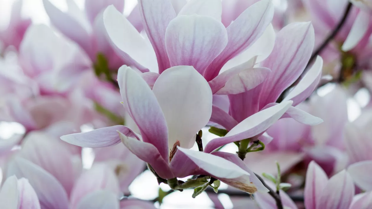 Magnolia, floarea care are multe beneficii pentru sănătate. Cum poate fi consumată?