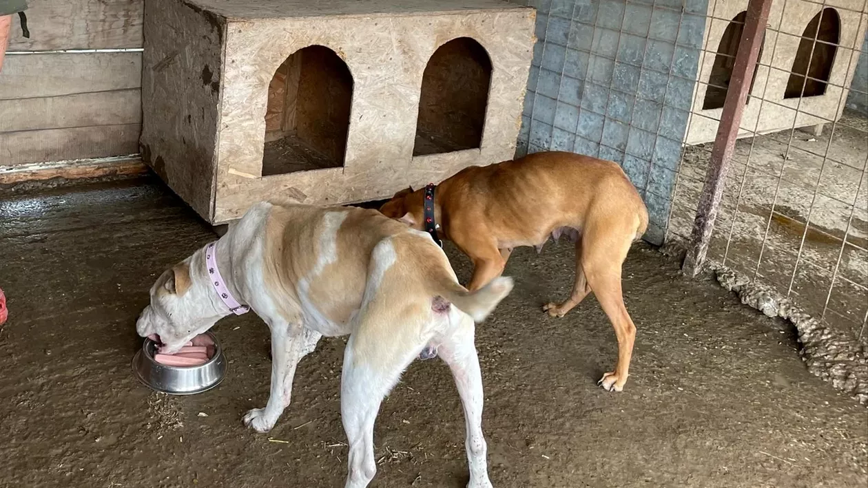 Câini Amstaff, lăsați să moară de foame de către stăpân. Au fost găsiți bolnavi și extrem de slăbiți