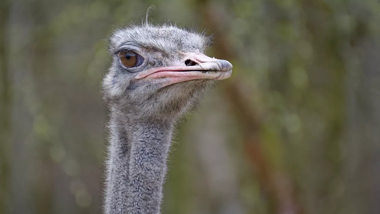 O femelă struț a înghițit cheile furate de la un angajat și a murit. „Era un membru iubit al comunității noastre