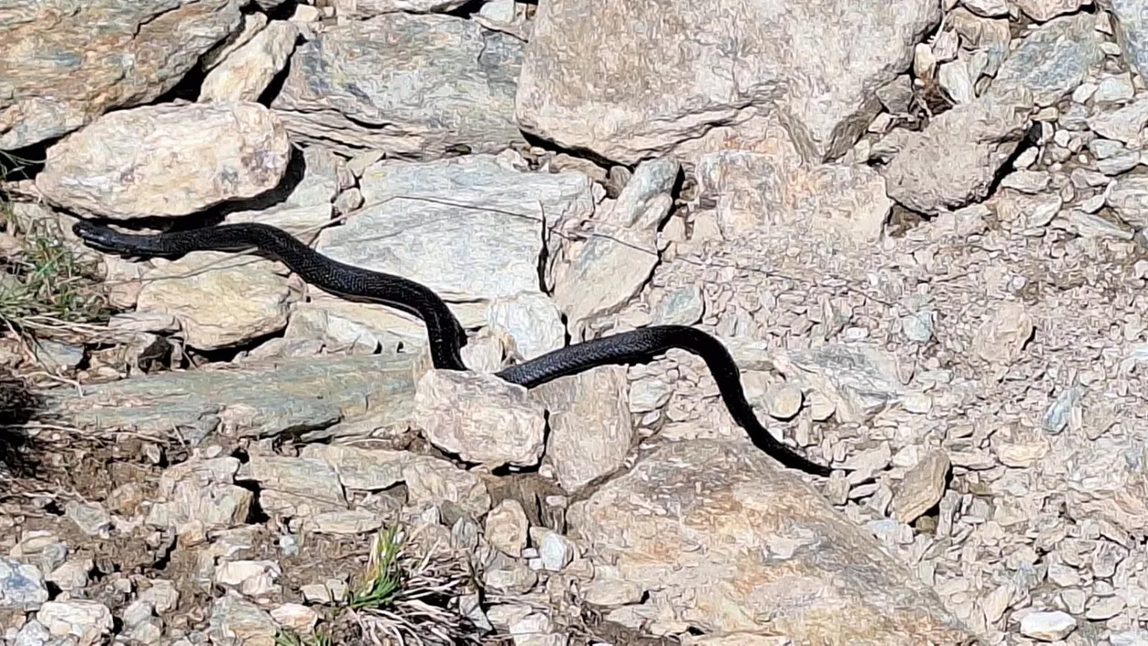 O viperă neagră le-a ieșit în cale unui grup de turiști în Munții Retezat VIDEO