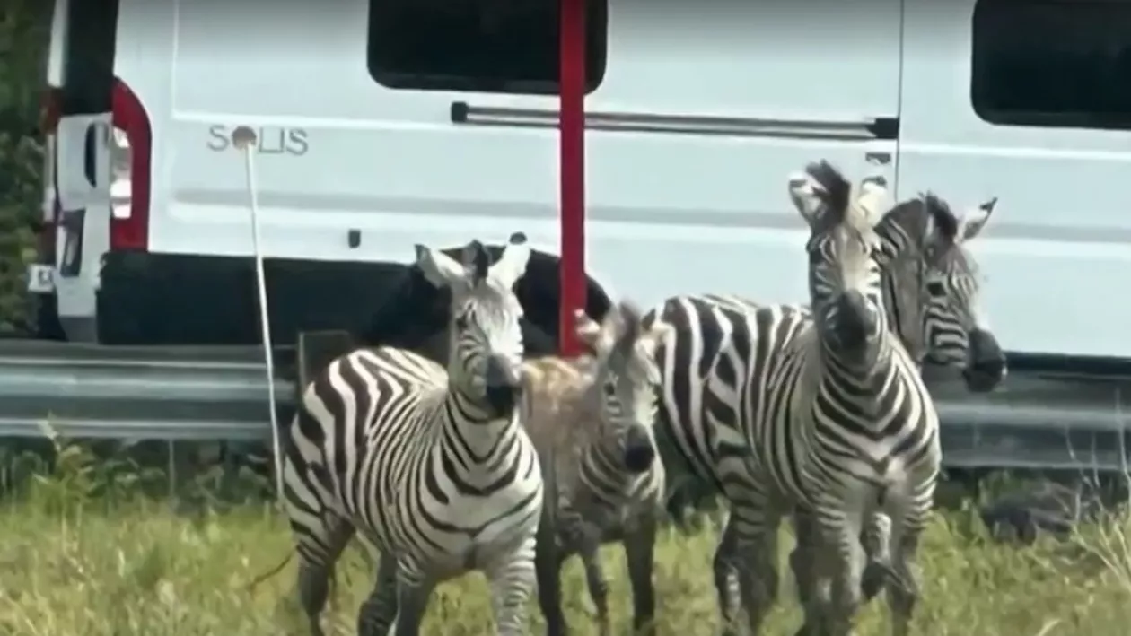 Polițiștii, trecătorii și chiar și un clovn rătăcit au lucrat împreună ca să captureze patru zebre fugare