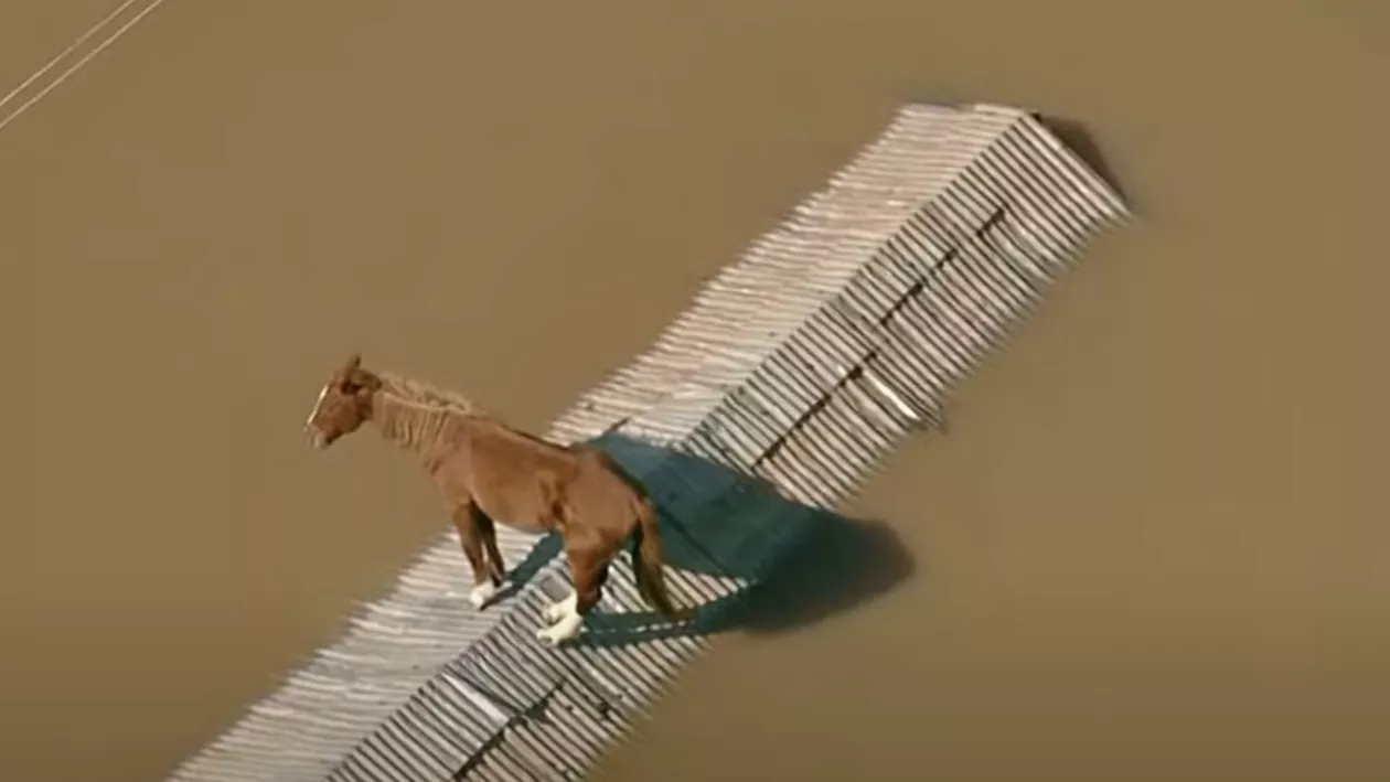 Imagini sfâșietoare cu un cal blocat pe un acoperiș în urma inundațiilor în creștere din Brazilia. 100 de oameni au murit și peste 150.000 de persoane au rămas fără case, locuitorii se confruntă cu a treia zi fără acces la hrană