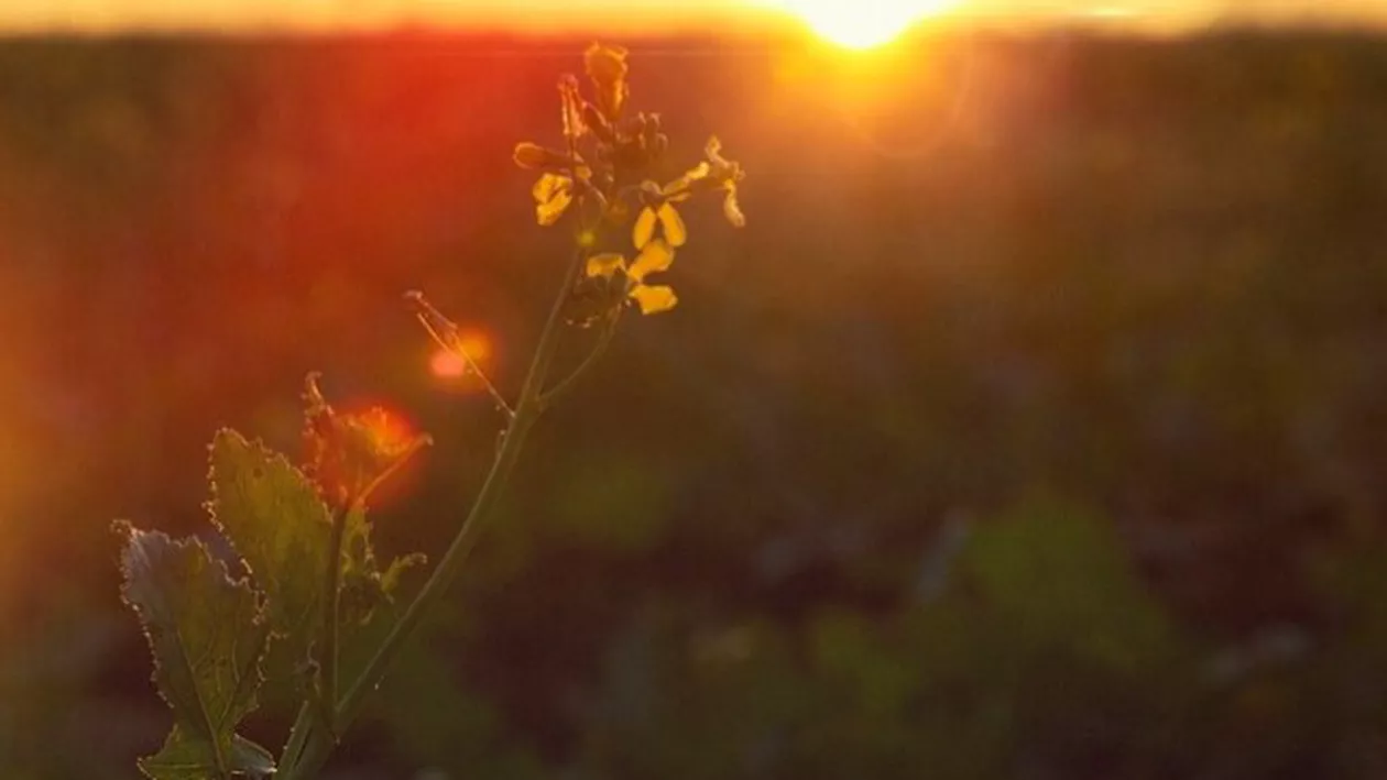 Prognoza meteo pentru următoarele două săptămâni. Temperaturile trec iar de 30 de grade Celsius