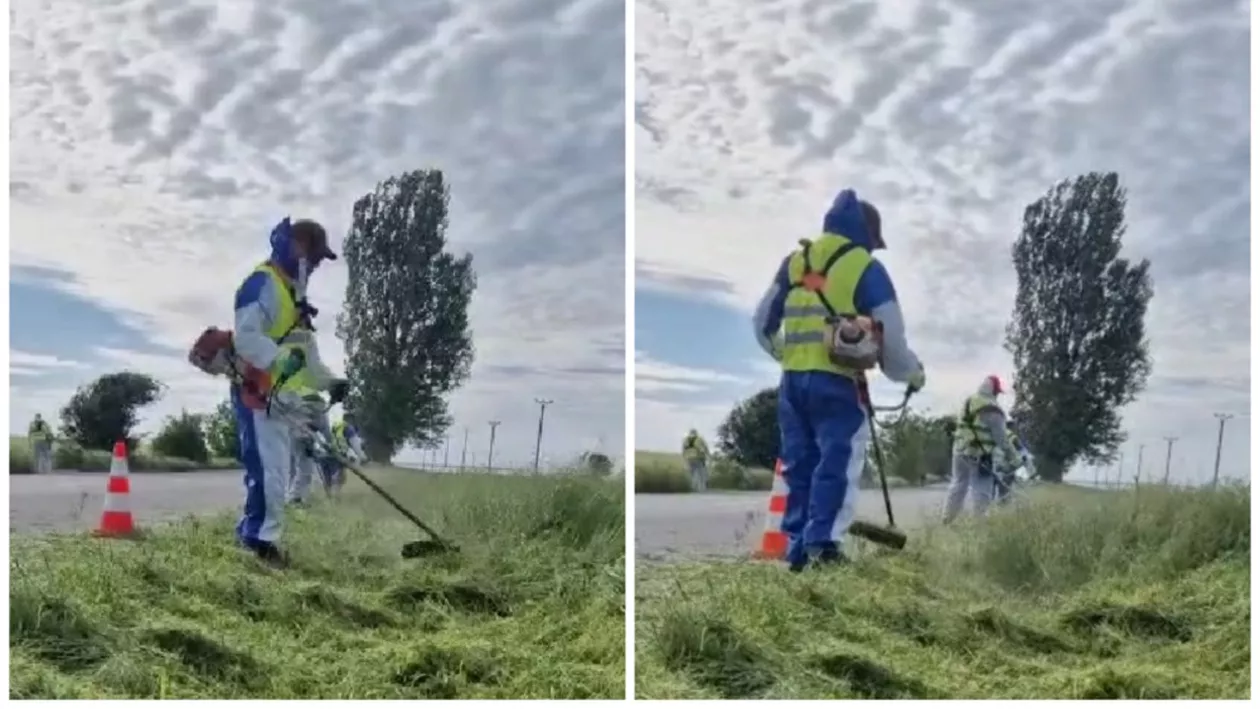 Consiliul Județean Ilfov, acțiune amplă de combatere și distrugere a ambroziei (VIDEO)