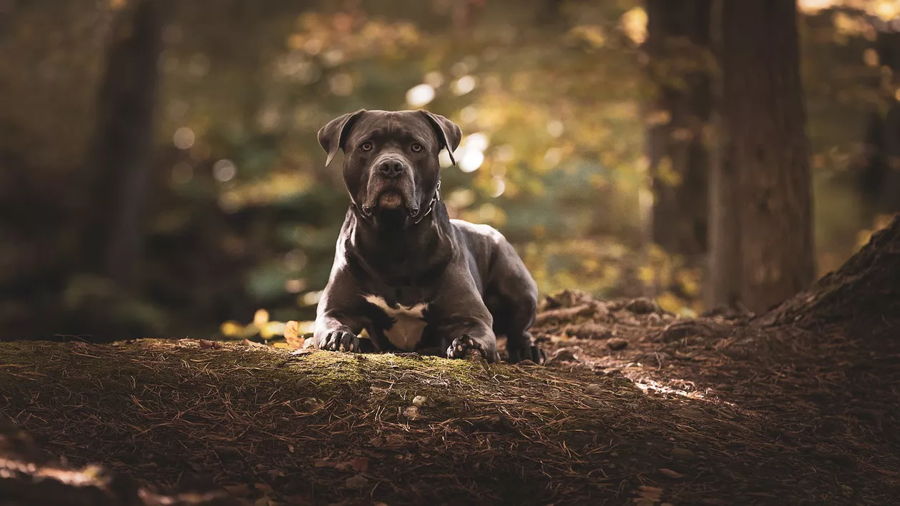 O femeie din Londra a fost ucisă de proprii ei câini. Deținerea acestei rase a devenit interzisă în Marea Britanie
