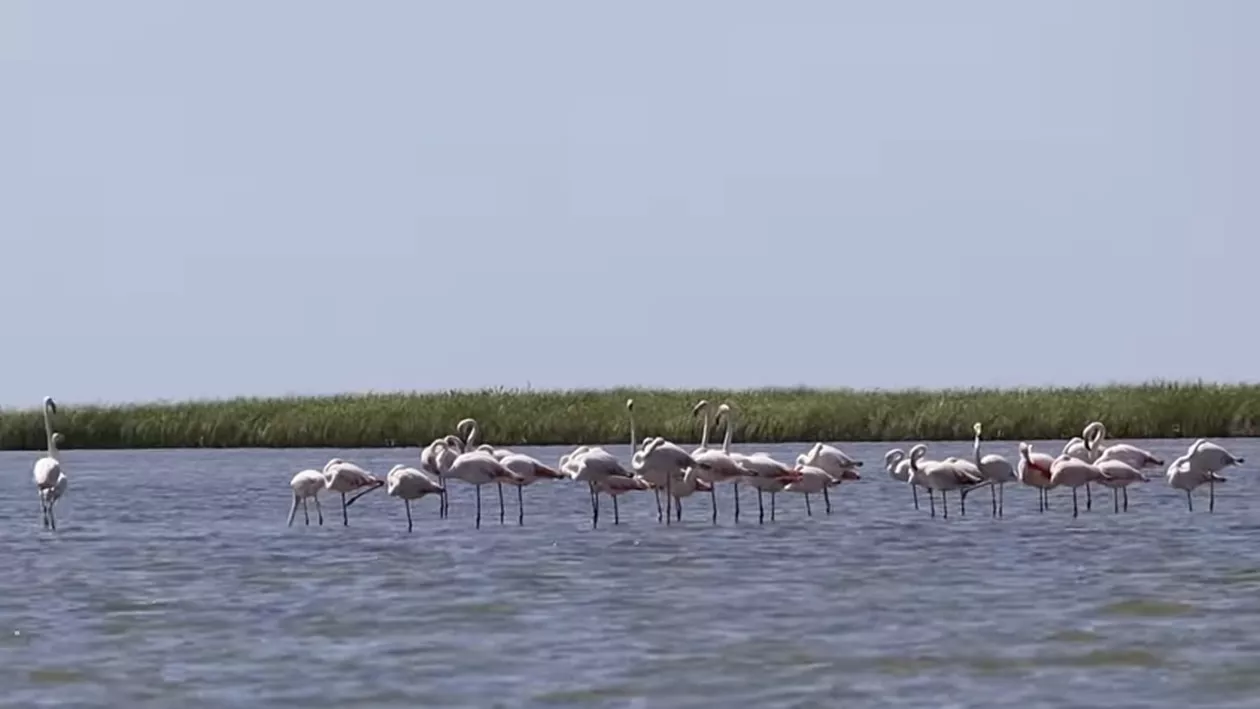 Păsările flamingo au revenit în România. Locul unde pot fi văzute în această perioadă (VIDEO)