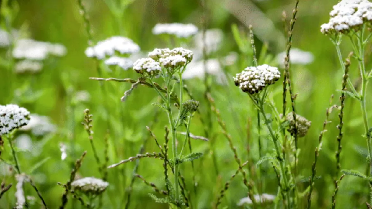 Planta minune care poate avea o mulțime de beneficii pentru sănătate. Unde se găsește în România