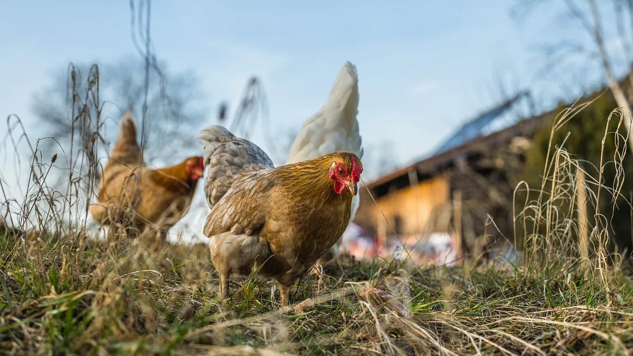 Producător de carne de pui și ouă: Suntem sufocați de importurile din Ucraina. Dacă autoritățile nu fac ceva împotriva acestei concurențe neloiale, fermele românești vor pune lacătul pe poartă (VIDEO)