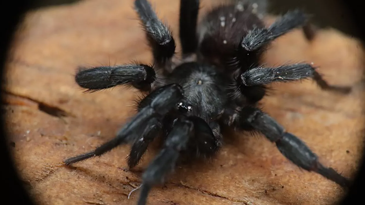 Afaceri ilegale prospere în Peru. Cu cât se vinde o tarantulă pe piaţa neagră