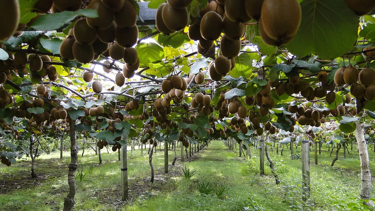 Fermierii olteni s-au reorientat în plantații. Cultiva kiwi, curmali și kaki în loc de pepeni