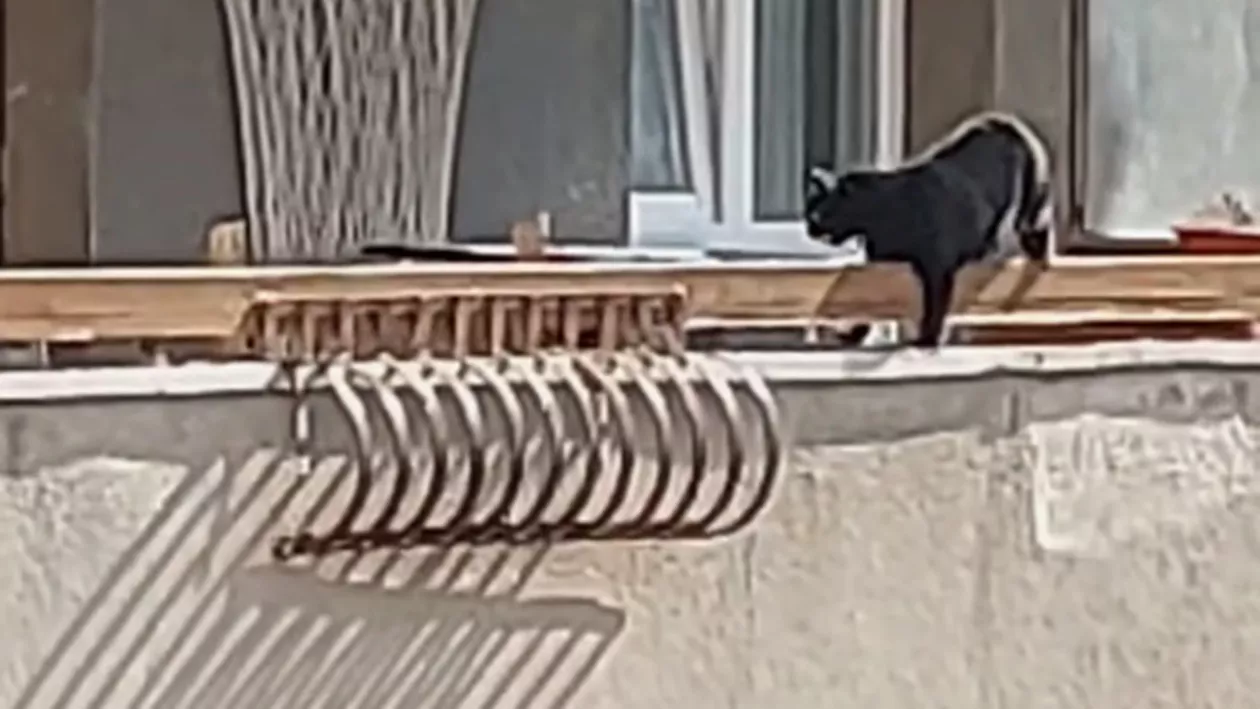 Pisică lăsată pe un balcon din Cluj în timpul caniculei. Vecinii i-au sărit în ajutor: „Chem Poliția”