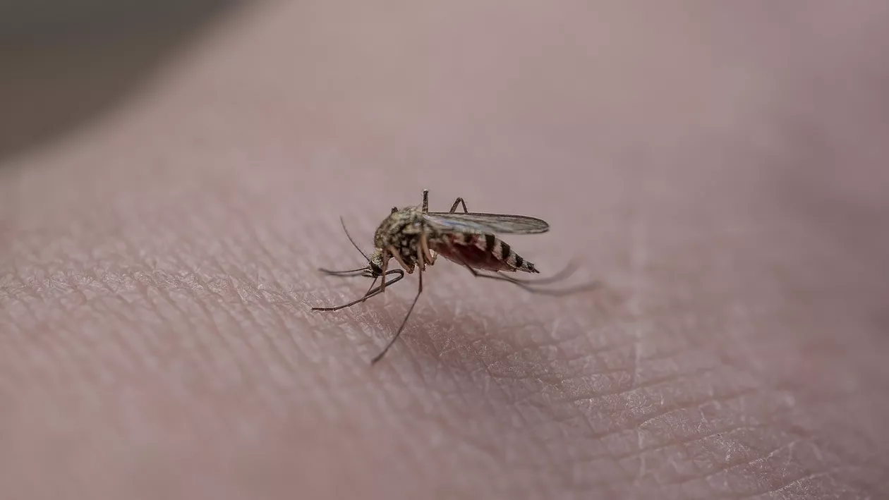 Recompense pentru prinderea țânțarilor „vii sau morți”. Ideea unui politician din Filipine, în lupta cu febra dengue