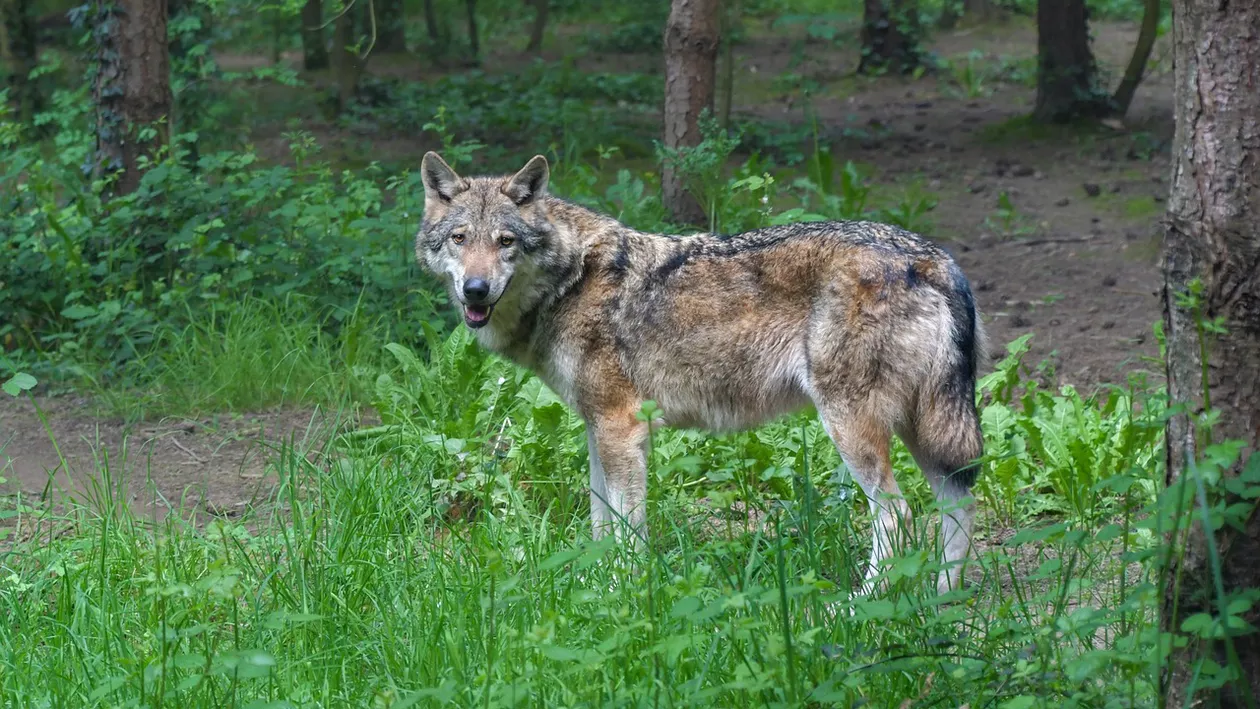 O femeie a fost muşcată de lupi, lângă Paris. Făcea jogging într-un safari park când s-ar fi rătăcit
