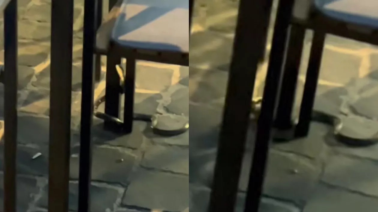 Momente de panică în Centrul Vechi din Brașov. Clienții unei terase s-au trezit cu un șarpe la masă