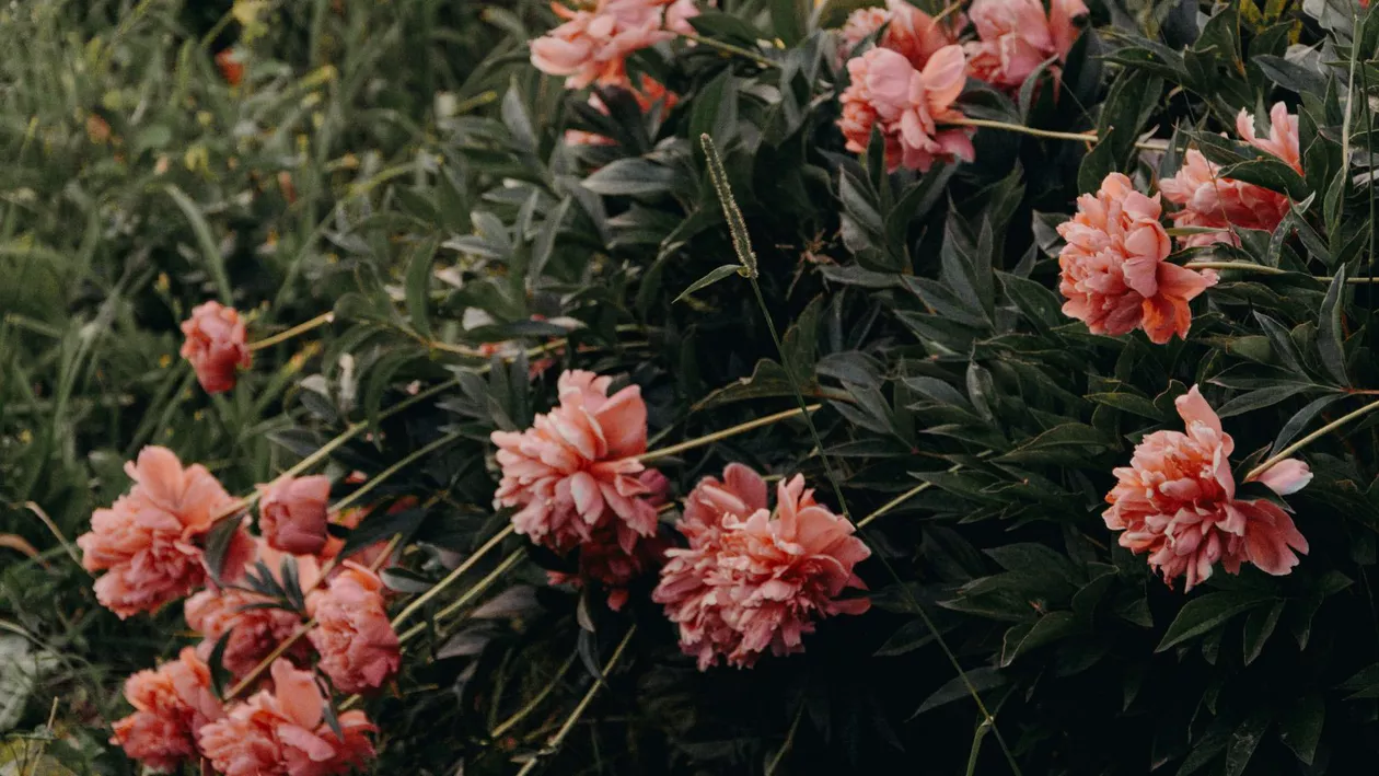 Planta rară din România ocrotită de lege. Ce sancțiuni riscă cei care o rup