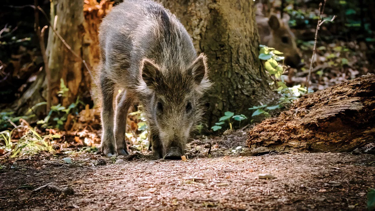 Se întâmplă și la alții: Bătălia din justiția franceză pentru salvarea mistrețului Toto