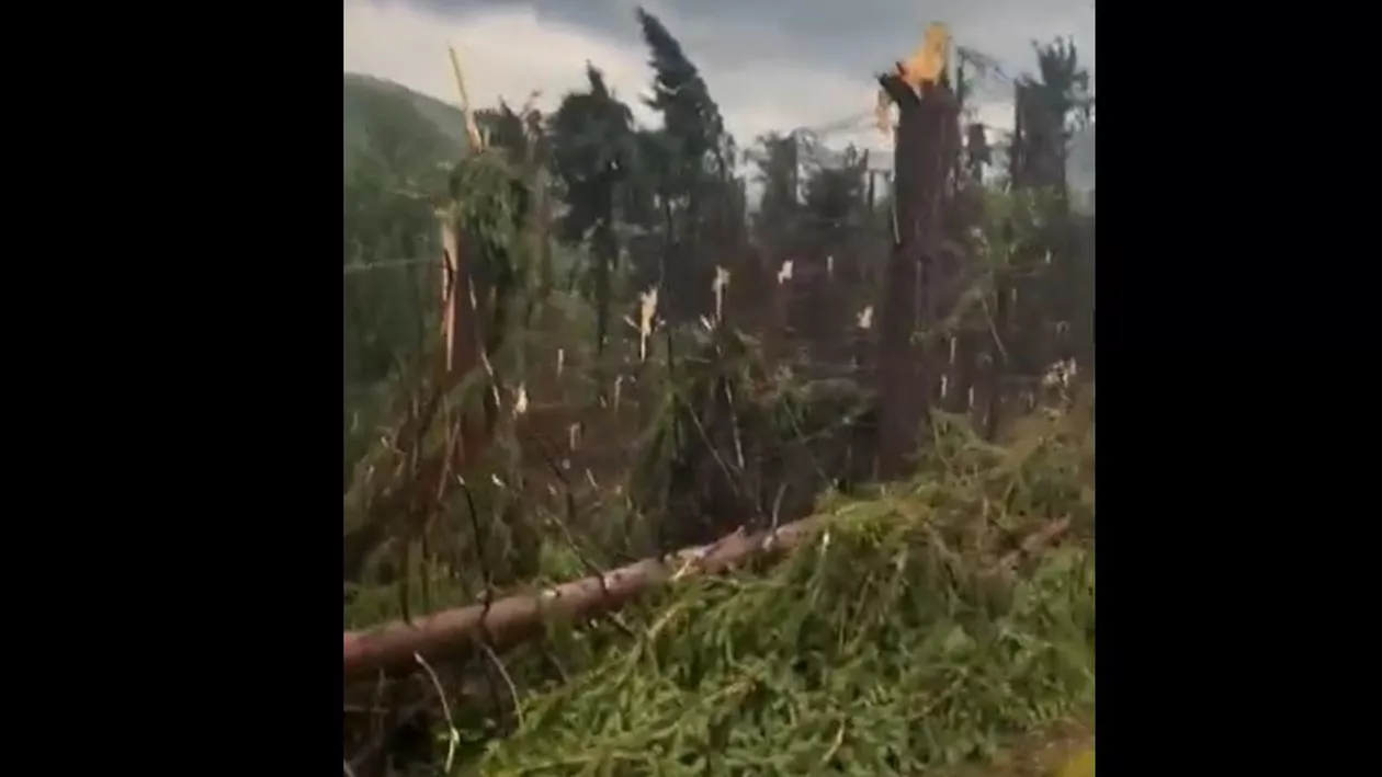 Pădure pusă la pământ de o furtună puternică într-un sat din Maramureș (VIDEO)