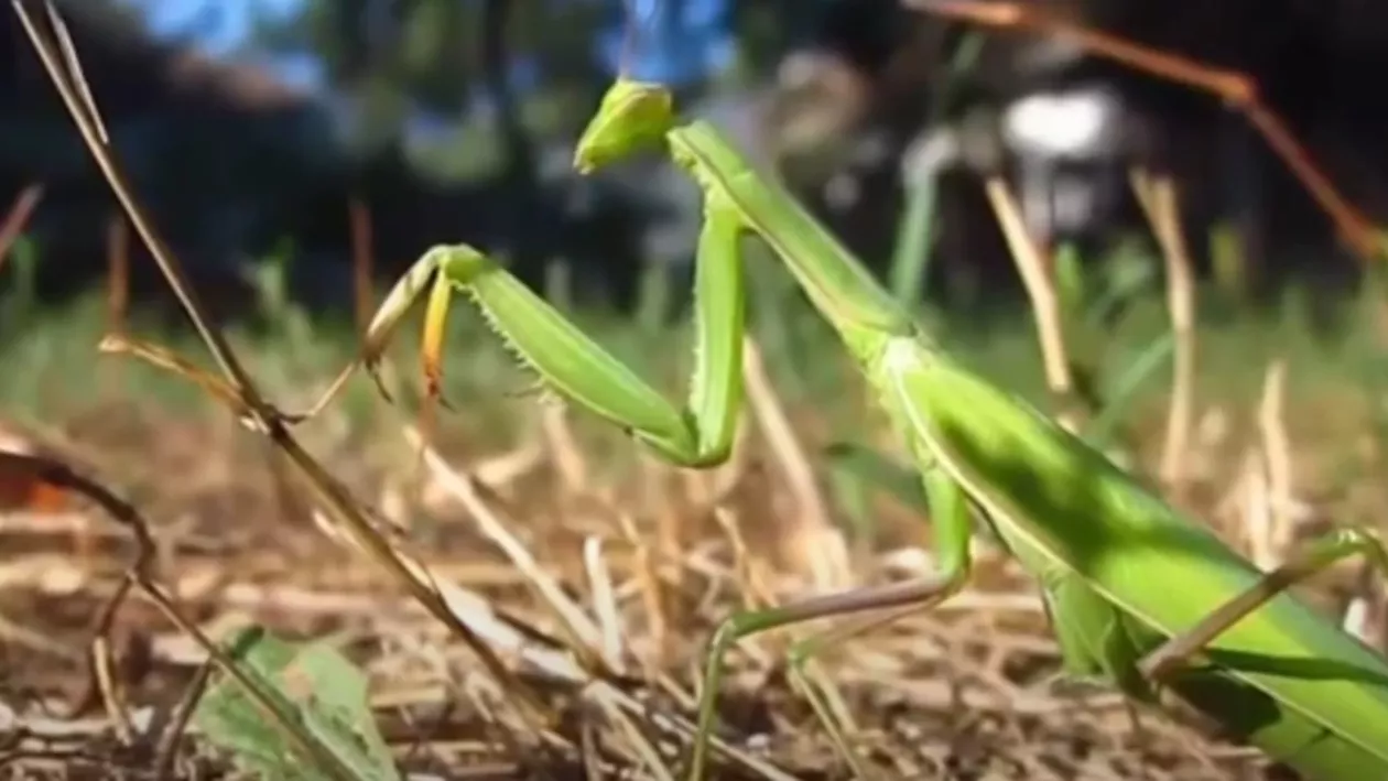 O nouă specie de insecte, venite din Asia, invadează străzile din Capitală: „M-a mușcat de deget”