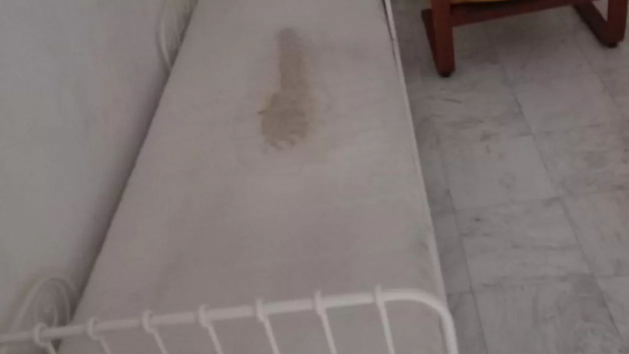 Nou azil al groazei, descoperit în județul Ilfov de ANPC