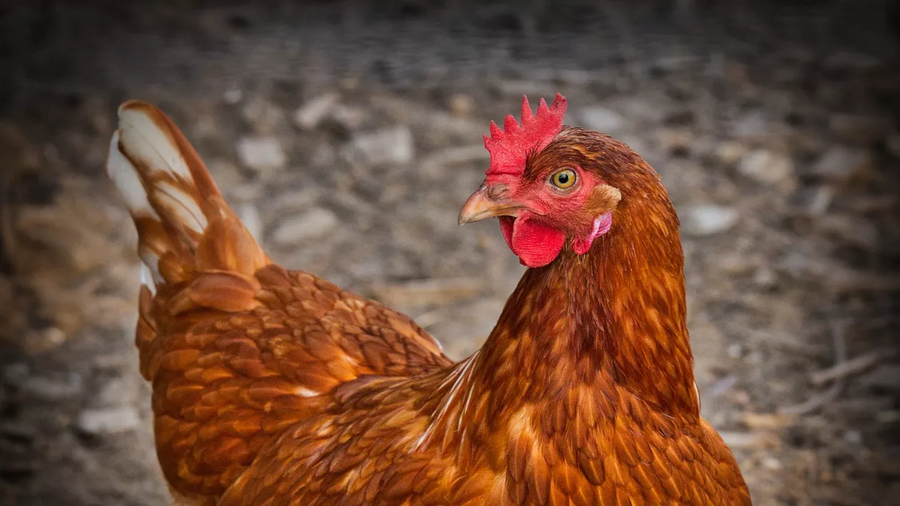 220.000 de găini sacrificate și aproape 6 milioane de ouă distruse, după depistarea unui focar de salmonella în Vaslui