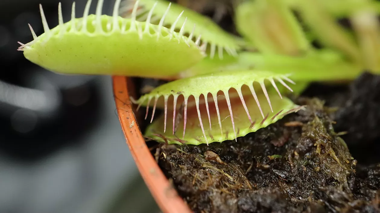 De ce sunt utile plantele carnivore în casă. Beneficiile ascunse în lupta cu insectele