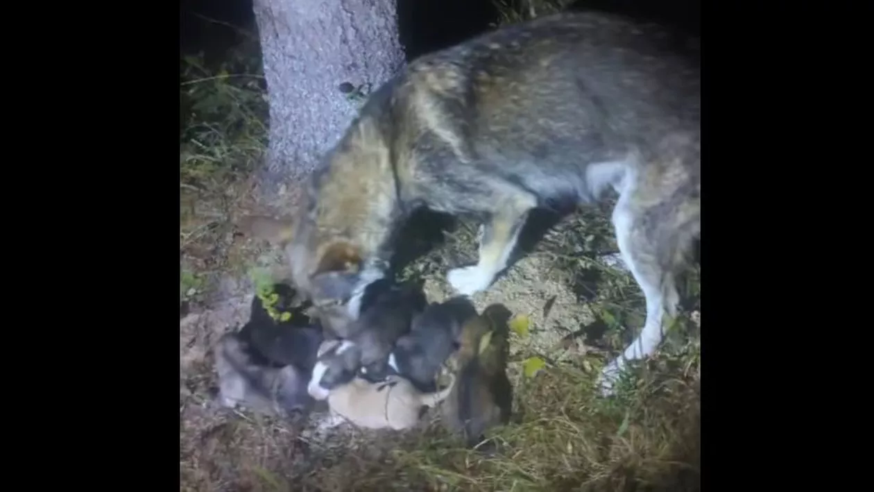 Șase cățeluși, abandonați într-un sac atârnat de un copac. Ei au fost salvați de jandarmii montani (VIDEO)