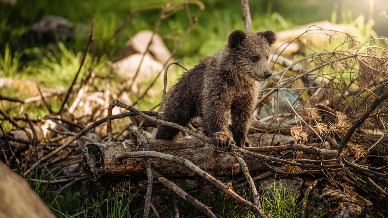 Un turist care ținea un copil în brațe a vrut să se fotografieze, pe Transfăgărășan, lângă un urs ce urma să fie relocat. Animalul sălbatic aproape intrase în cursa instalată. Cum s-a terminat totul