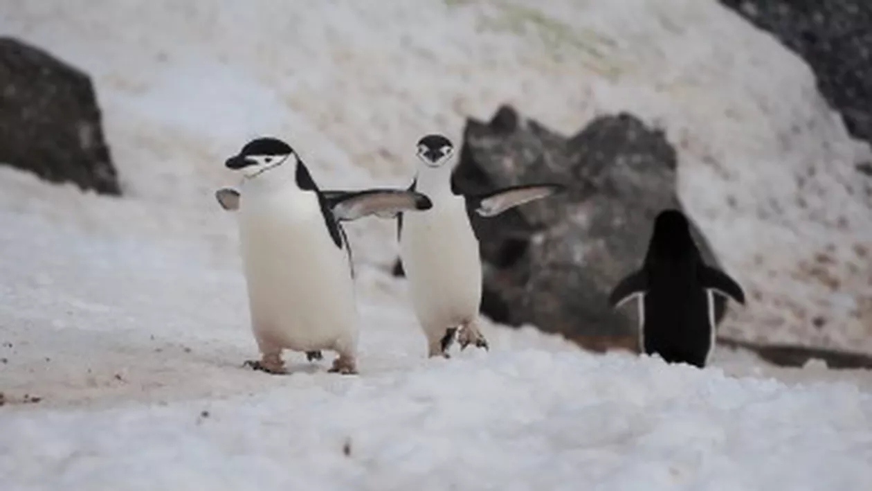 Un pui de pinguin imperial a devenit o vedetă pe rețelele sociale. Cum a ajuns așa faimos