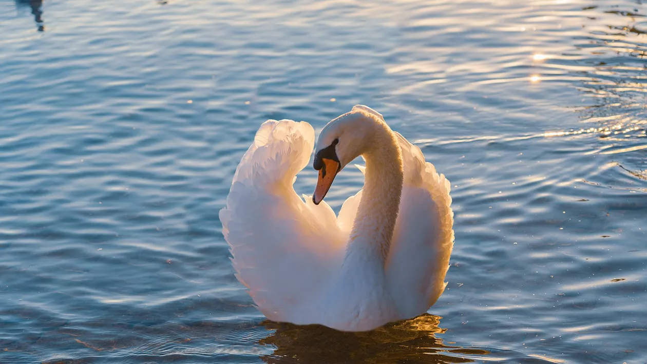 Român din Italia, acuzat de pescarii din Ostia că a prins o lebădă, a prăjit-o și a mâncat-o