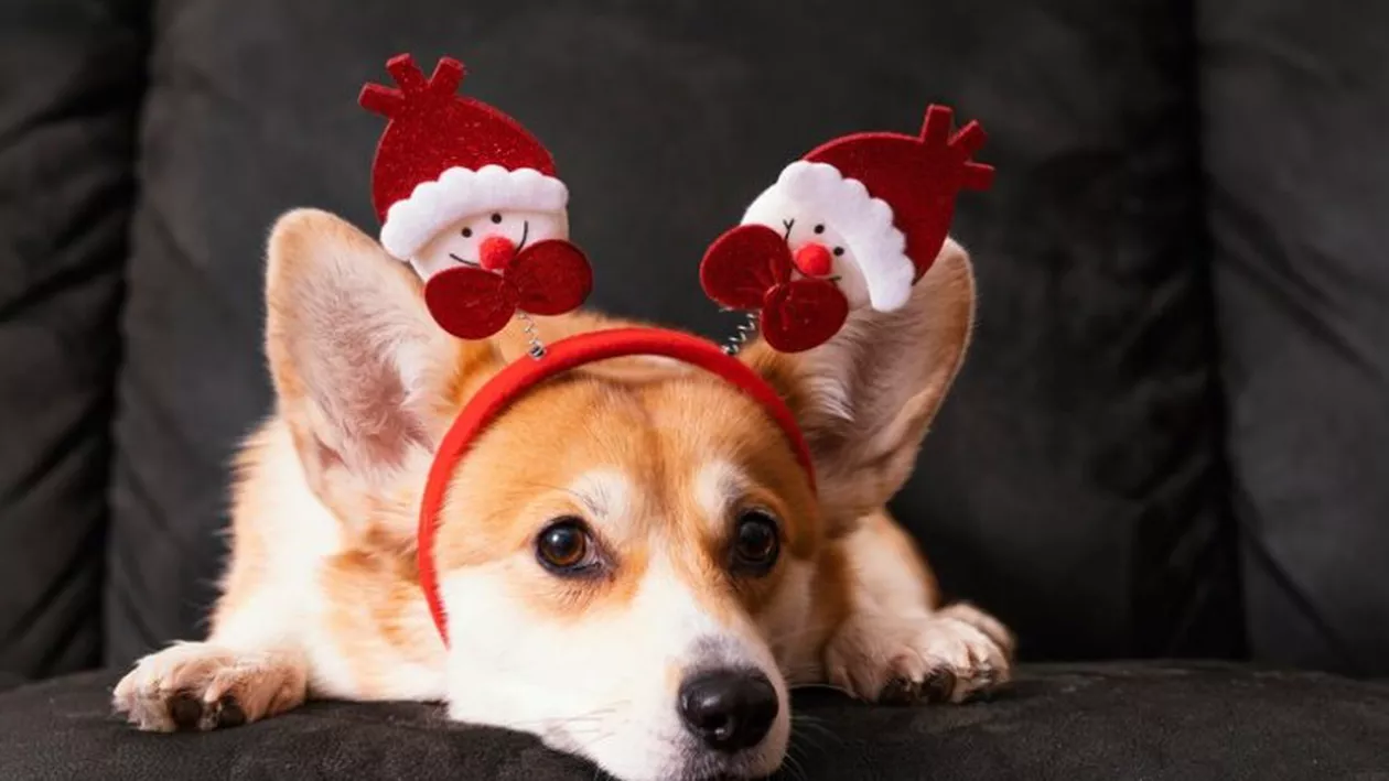 Gest inofensiv sau pericol pentru sănătatea câinelui tău? Ce riscuri implică oferirea mâncării de pe masa de Crăciun