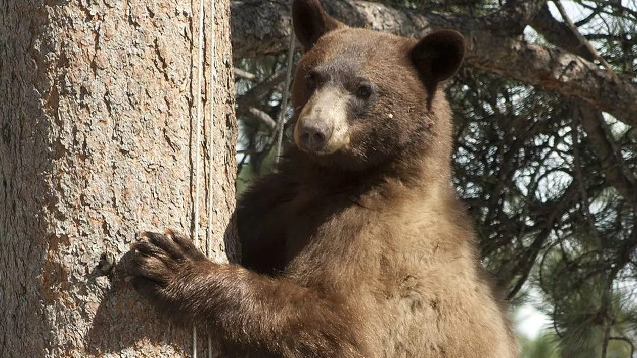 Incident bizar în SUA: Un vânător a murit după ce un urs împușcat într-un copac a căzut peste el