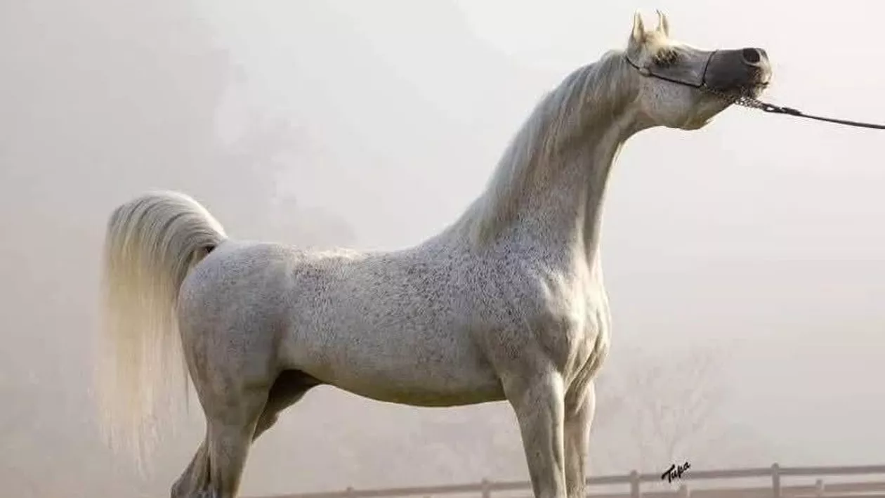 Cal arab pur sânge, crescut la marginea Bucureștiului. Câți bani a oferit pe el Șeicul din Dubai