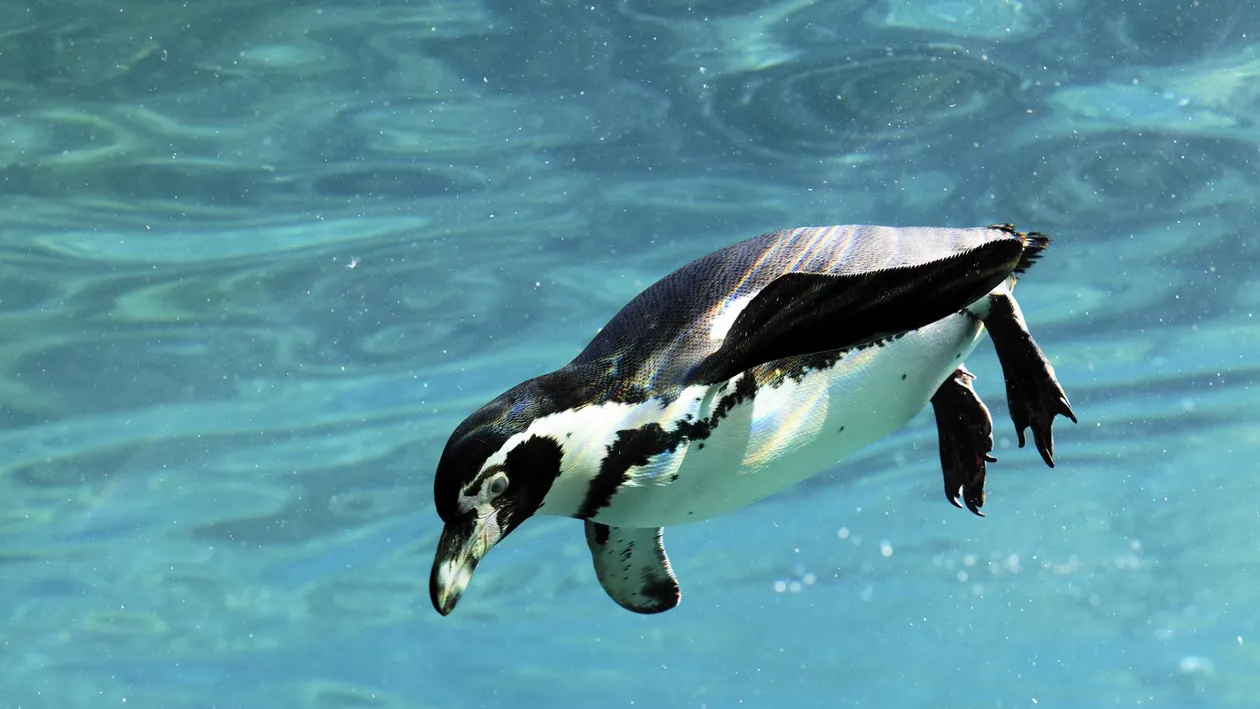 Premieră în România. O grădină zoologică de la noi din țară are foci, lei de mare și pinguini