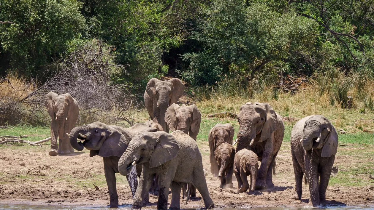 Accident grav în Sri Lanka. Un tren a deraiat și a lovit o turmă de elefanți