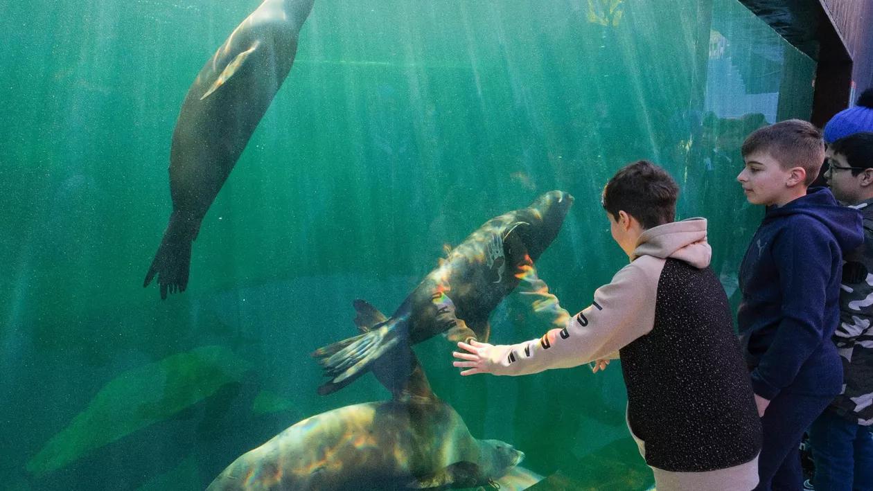 Vizitatorii în număr mare la Grădina Zoologică din Brașov. Noile animale au atras turiștii