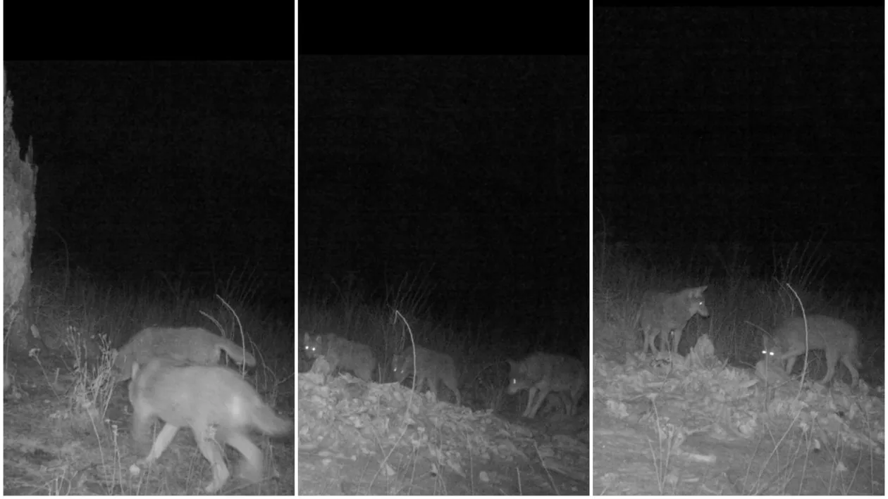 Localnici din Alba, terorizați de haitele de lupi:  Animalele sălbatice ar fi ucis câinii din gospodării